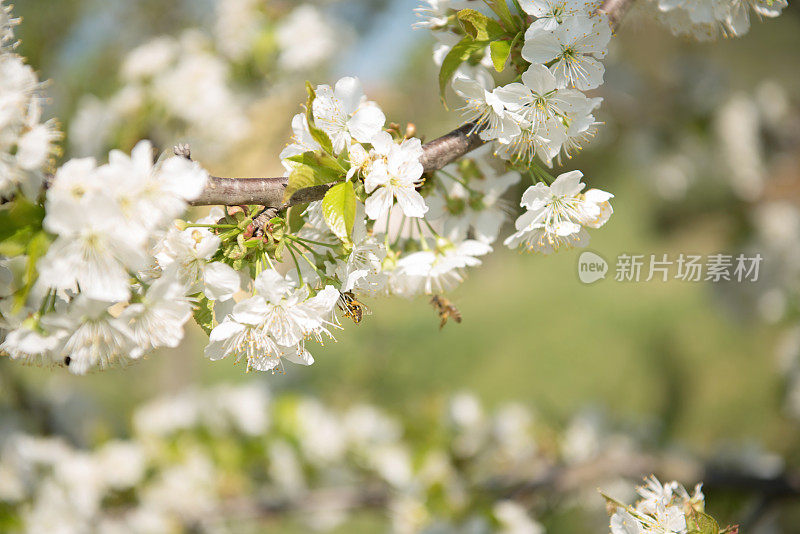 蜜蜂在吃樱花