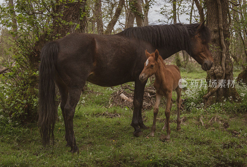 小马驹和它的母亲在新森林，英国