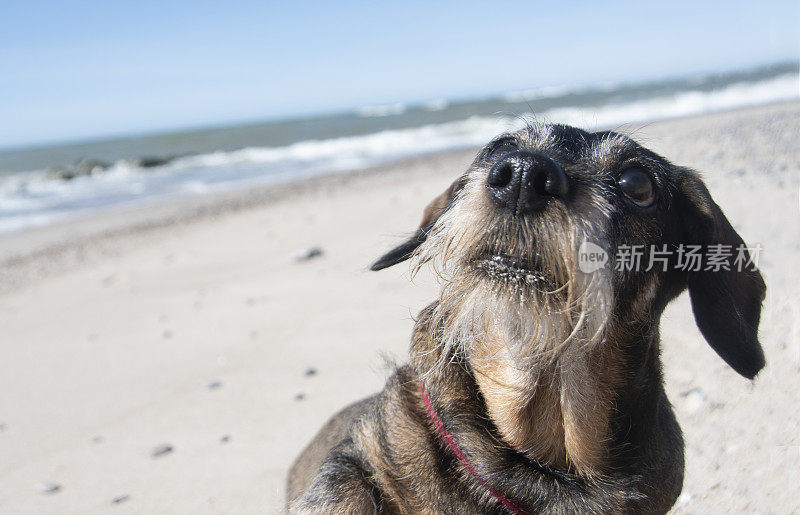 丹麦北海海滩上的腊肠犬在看古玩