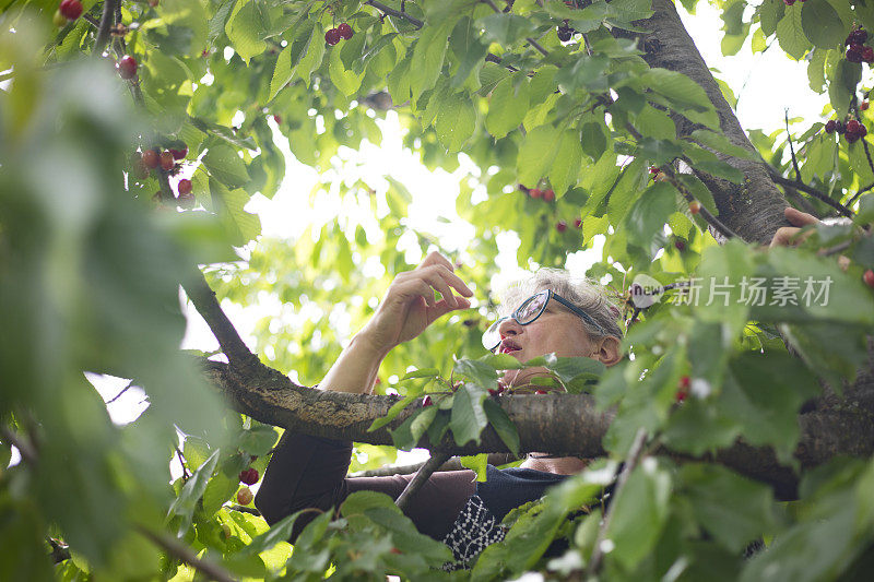 吃樱桃树樱桃的成熟女人