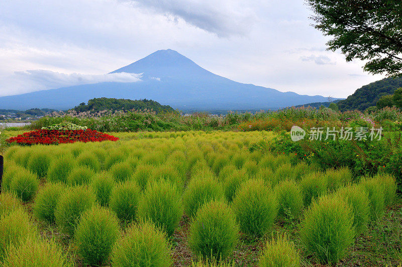 富士山与花(海棠，高屋，日本银草)在前面