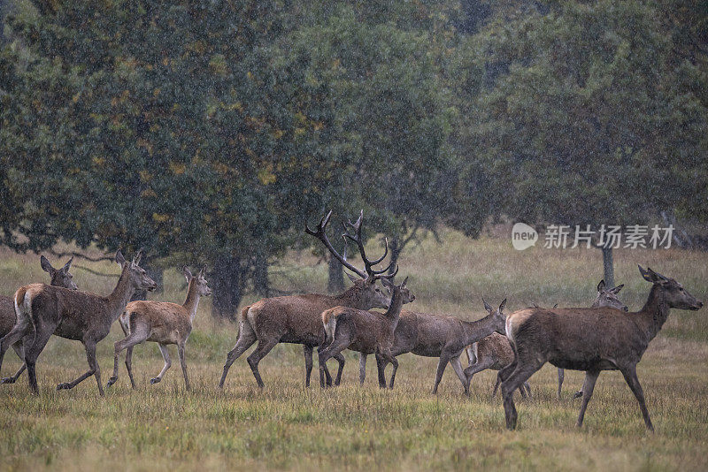 喀尔巴阡秋天的马鹿群