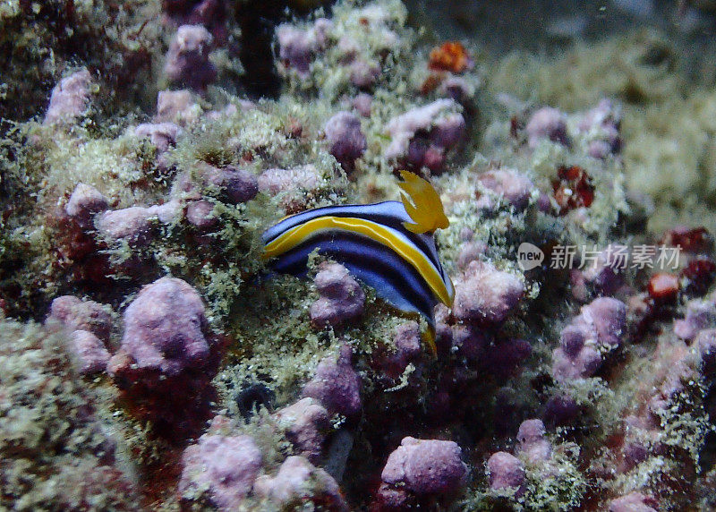 宁格鲁礁水下海洋生物