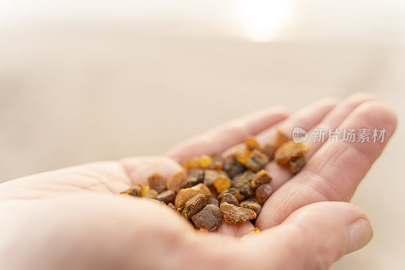 女人手里拿着在波罗的海海边采摘的小琥珀。特写照片。