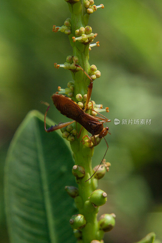 昆虫。