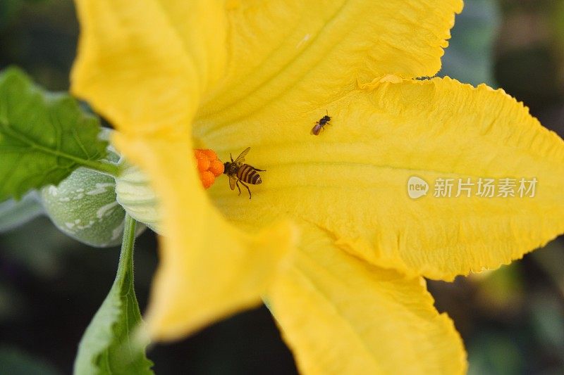 蜜蜂和受精的南瓜花