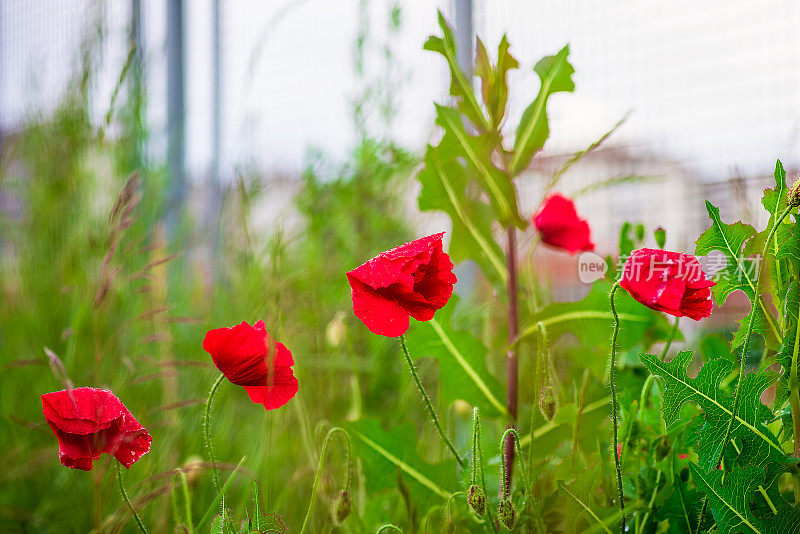 红色的罂粟花在田野里