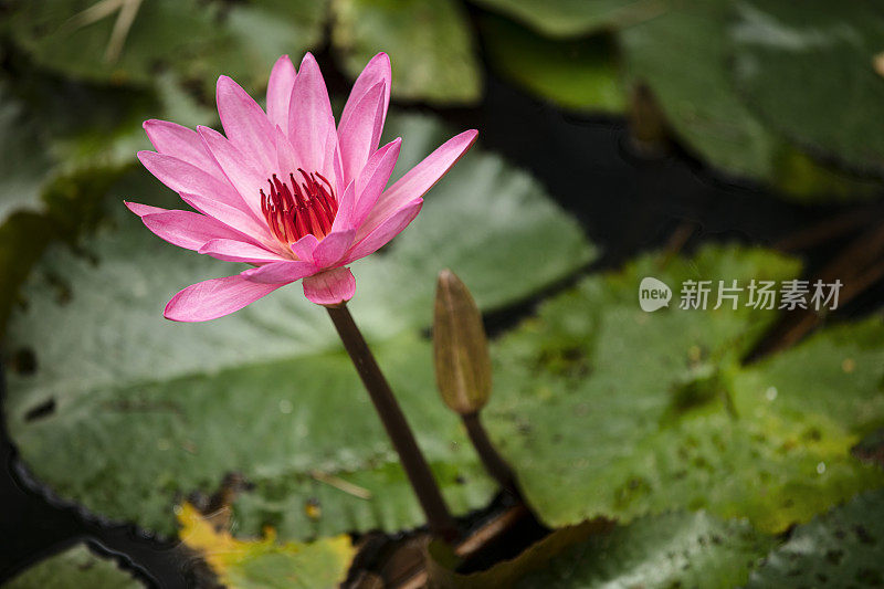 美丽的荷花