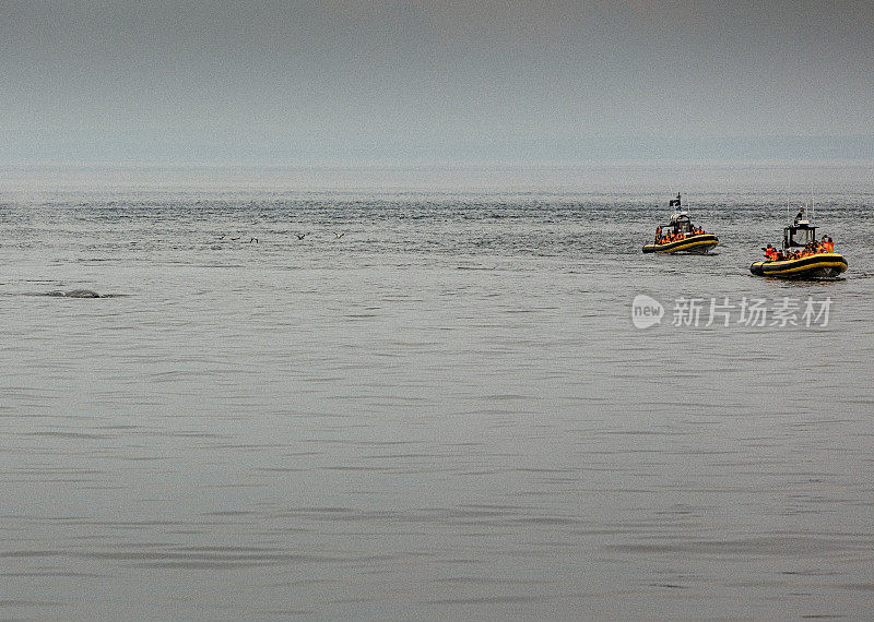 在塔杜萨克附近的圣劳伦斯河上，两个充气木筏载着游客观看鲸鱼的冒险。