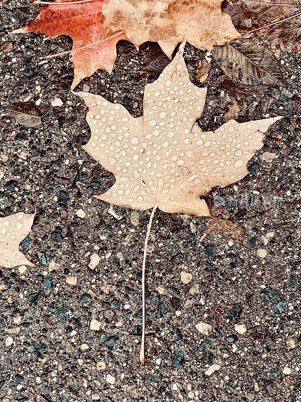 明尼苏达州的落叶和水滴