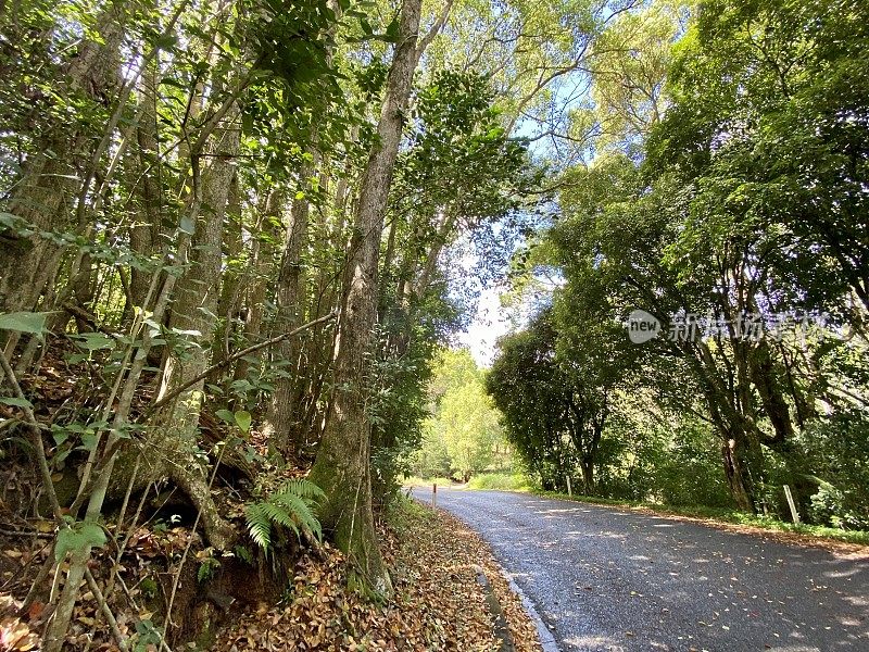 新南威尔士热带雨林乡村公路北岸