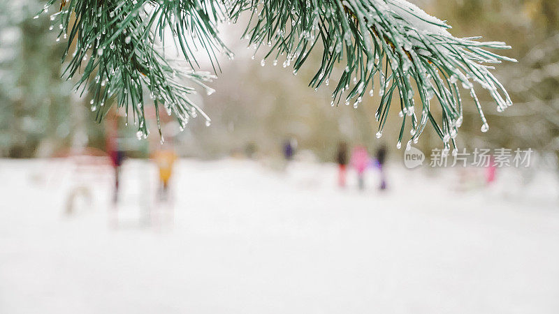 松树枝和在风中摇摆的冰柱映衬着模糊的森林背景和家庭和孩子们在雪橇上散步。冬季健康生活理念