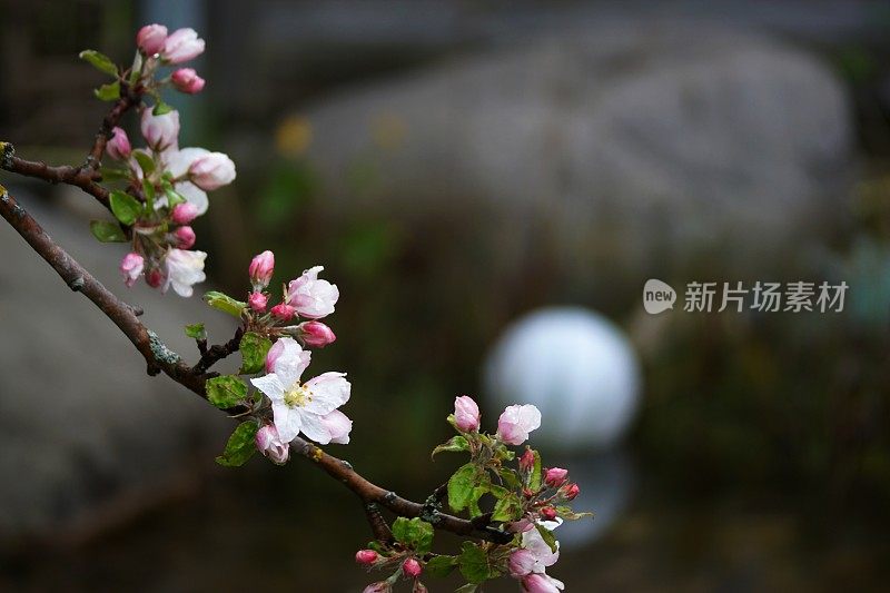 池塘周围-近距离拍摄的苹果花枝超过水。巴伐利亚,德国。