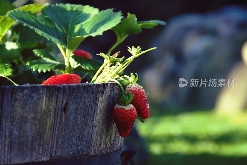 在自家花园的花盆里种植草莓