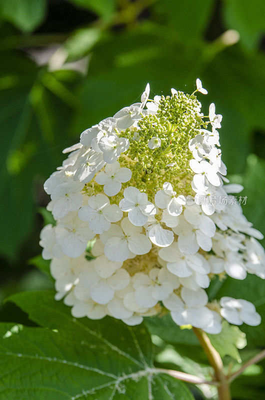 绣球(栎叶绣球)在初夏的花园里盛开