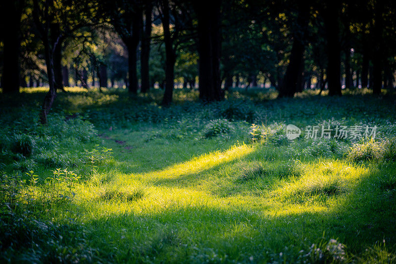 美丽的森林地面与荨麻和草突出的光束