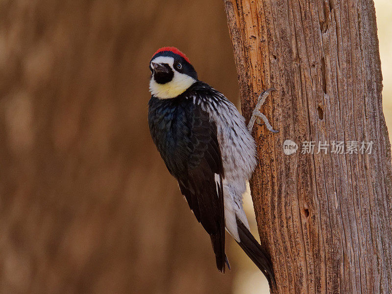 橡实啄木鸟