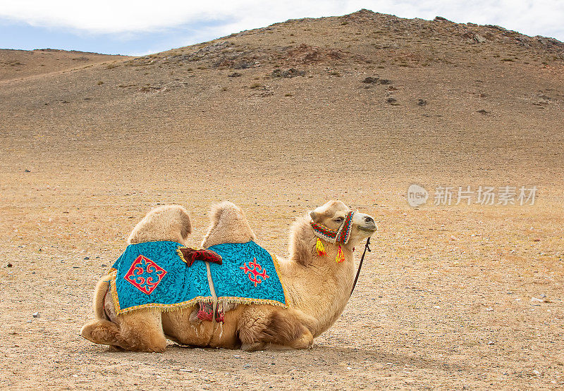 单峰驼在沙地上休息。蒙古西部