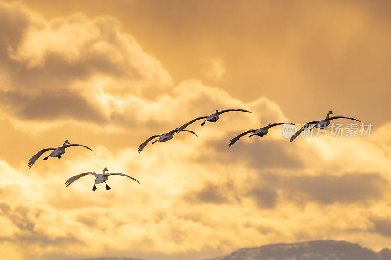 六只苔原天鹅飞过冰冻湖野生动物管理区