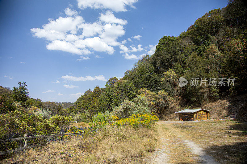 风景，墨西哥的森林