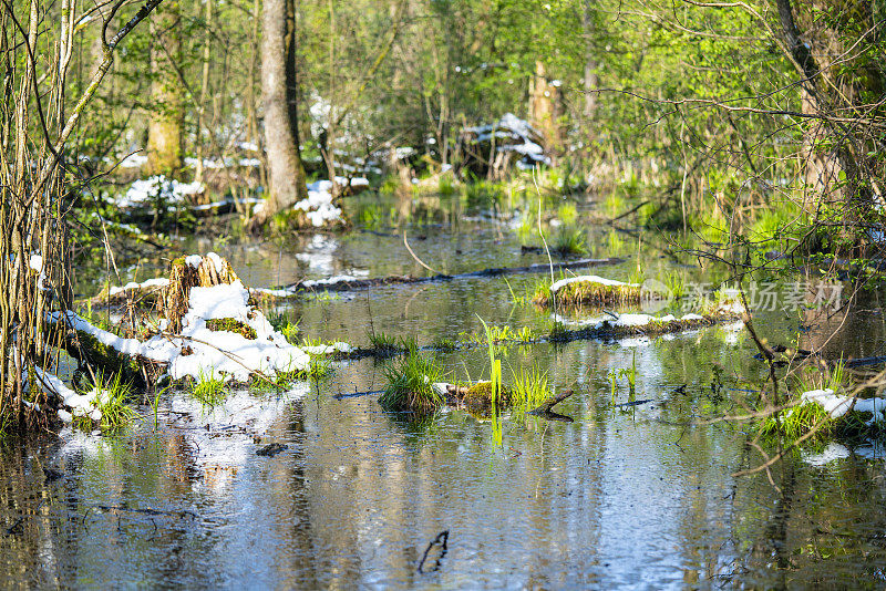 冰冻沼泽Barje，靠近卢布尔雅那，斯洛文尼亚。