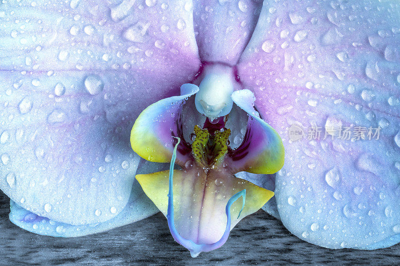 兰花花与雨滴特写