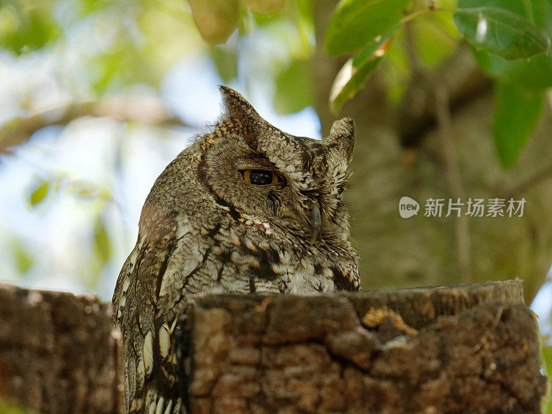 西方凶事预言者