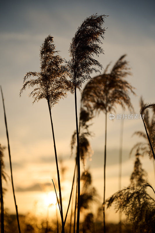 野高草在温暖的傍晚阳光下