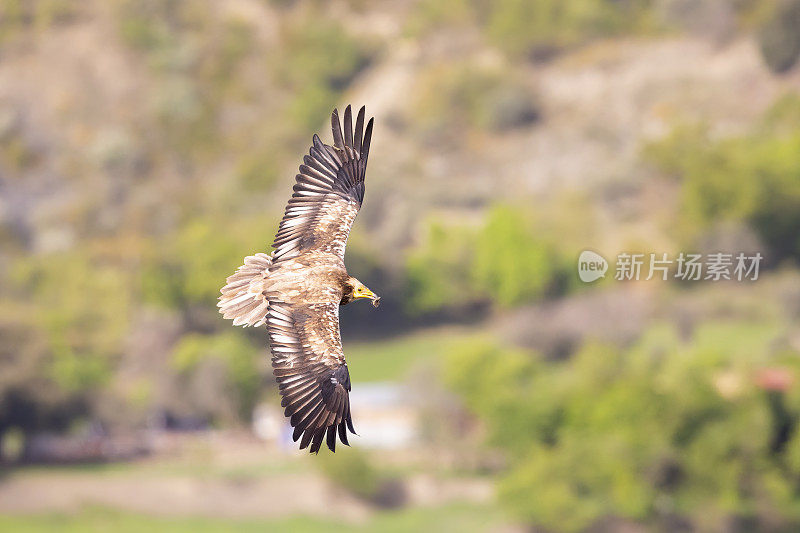 在西班牙比利牛斯山飞行的埃及秃鹫(鸟雕)