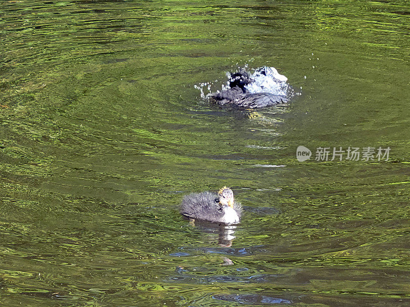 在维鲁拉米姆公园，白骨顶雏鸟和父母一起游泳