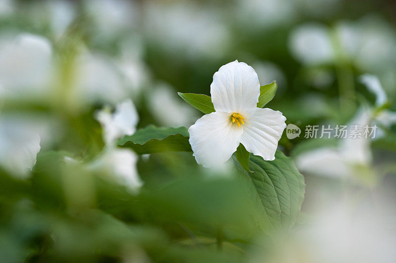 延龄草野花