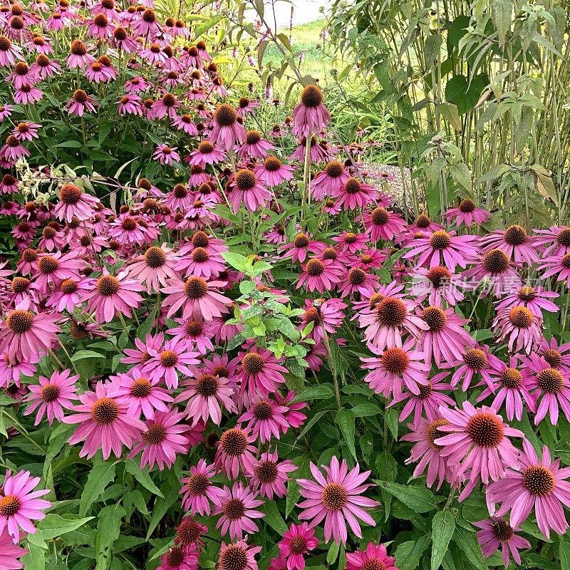 美丽的城市花园松果花