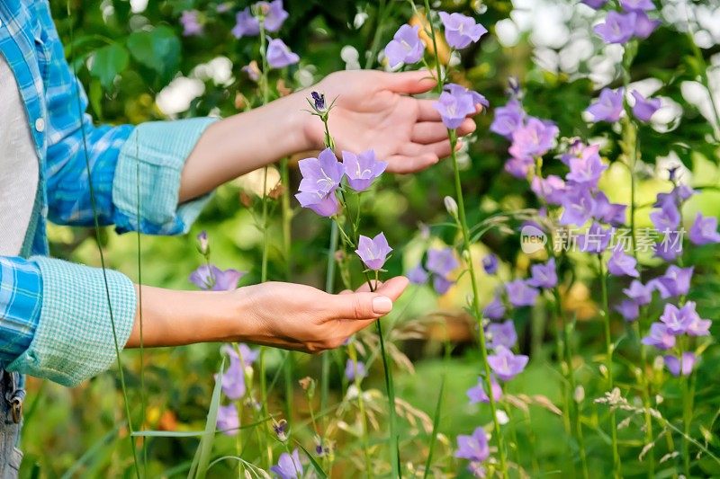 花园里盛开的紫花风铃，女人的手抚摸着花朵
