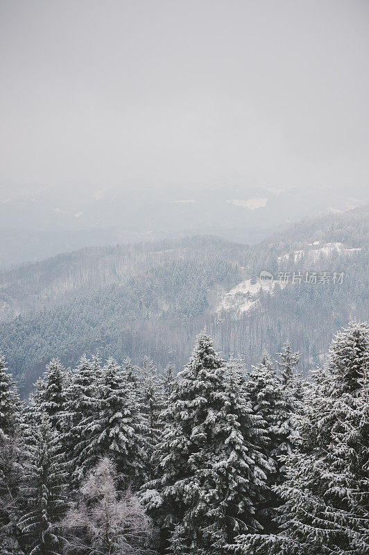 美丽的冬季森林景观，树上覆盖着积雪