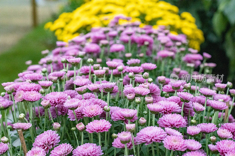 英国伦敦的菊花“芭芭拉”