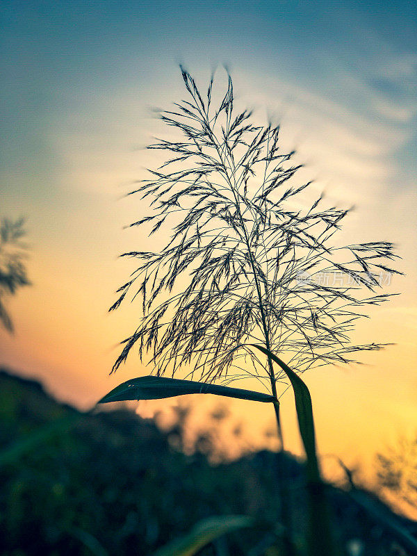 夕阳下美丽的芦苇。