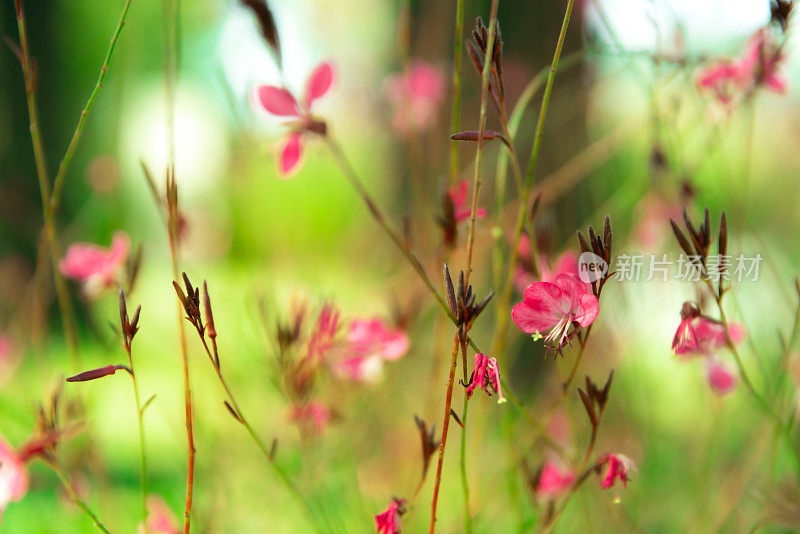 野花。春天的草地。自然背景。