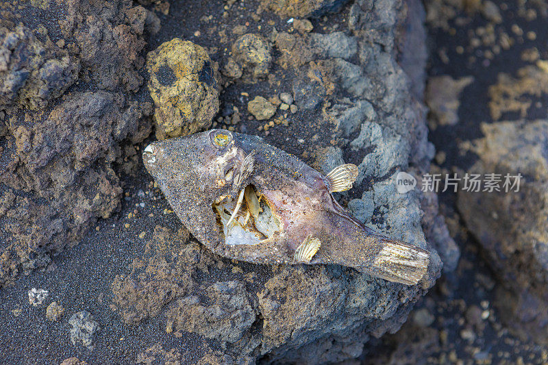 海滩上的死鱼覆盖着坎布里维哈火山的火山灰，普拉亚德洛斯坎卡霍斯，拉帕尔马