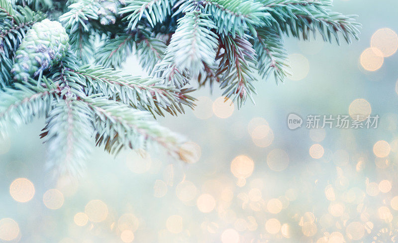 冷杉树枝，圣诞树