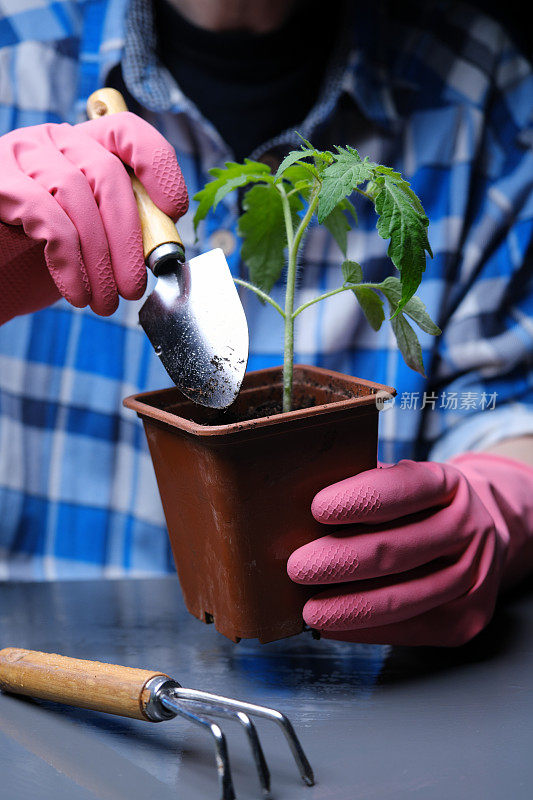 在家照料幼苗