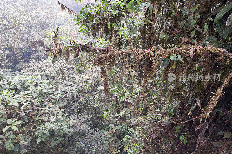 云雾森林特写，亚马逊河，厄瓜多尔，南美洲。
