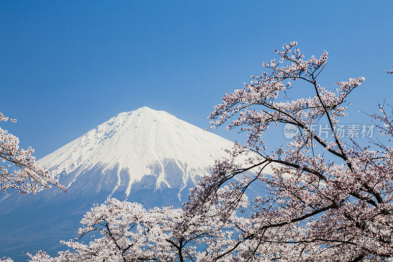 富士山和粉红色的樱花