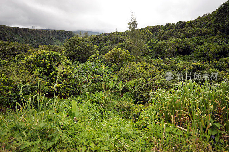 在山坡上郁郁葱葱的香草种植园，留尼汪岛