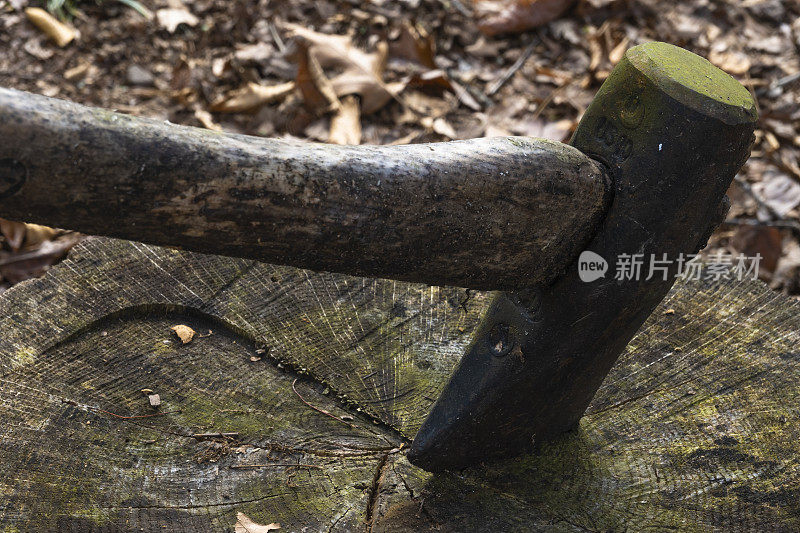 斧头绑在一所房子后院的一棵老树上。