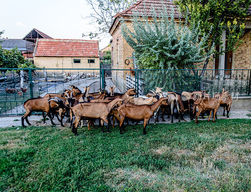 村里一群山羊的照片。
