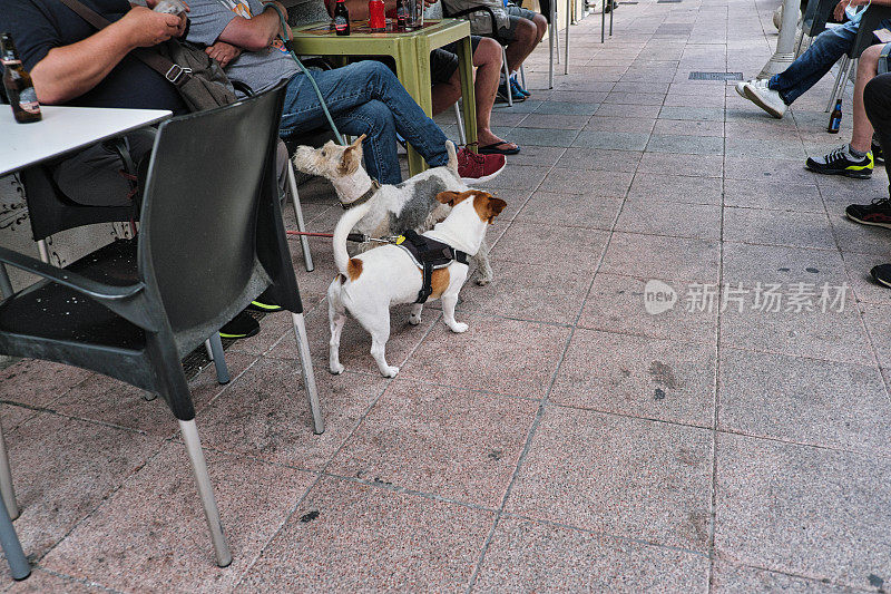狗和主人坐在路边咖啡馆