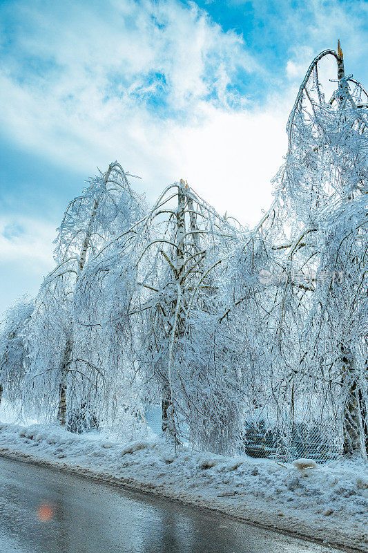 白桦树在冬天被雨夹雪冻住了