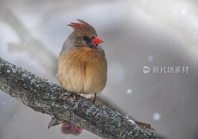 红衣主教在暴风雪