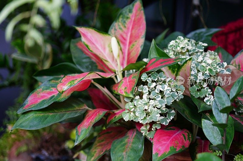 粉红色观赏植物Aglaonema