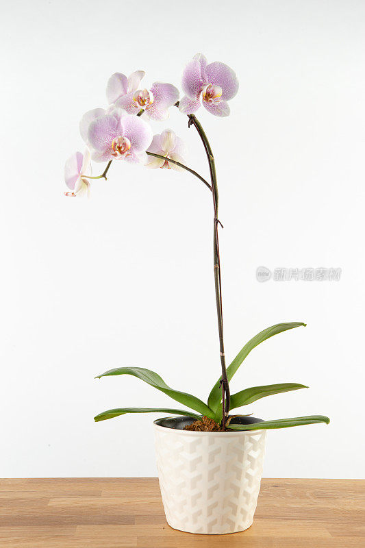 浅紫色室内兰花